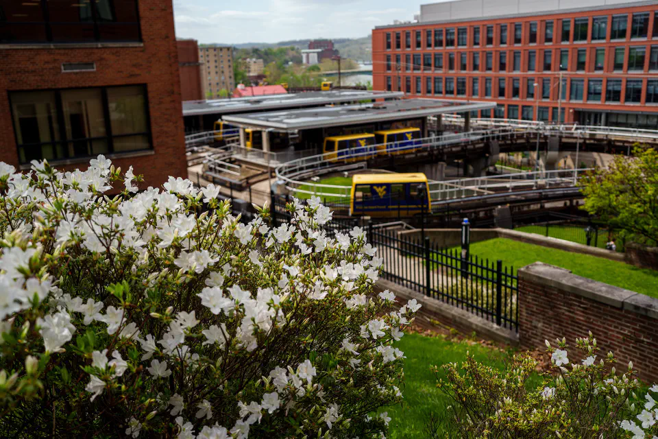 sunny day with blooming white flowers in the foreground, with a futuristic elevated train system and urban buildings in the background.